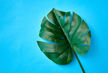 Image showing monstera deliciosa leaf or swiss cheese plant