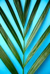 Image showing close up of green palm leaf on blue background