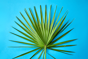 Image showing green fan palm leaf on blue background