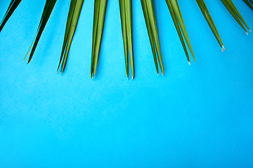 Image showing green fan palm leaf on blue background