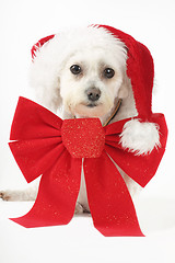 Image showing Puppy for Christmas