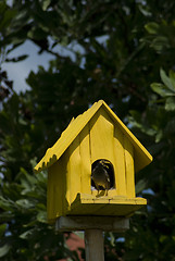 Image showing Birdhouse with bird