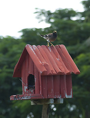 Image showing Birdhouse with bird