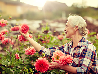 Image showing senior woman with flowers at summer garden