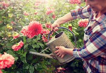 Image showing senior woman watering flowers at summer garden