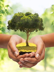 Image showing close up of hands holding tree