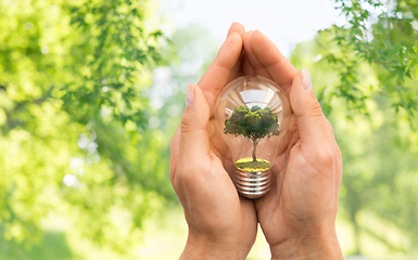 Image showing hands holding lightbulb with tree inside