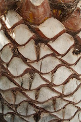 Image showing Palm stem