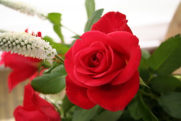 Image showing Beautiful red rose