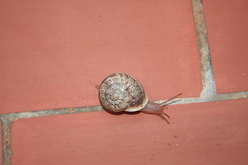 Image showing Snail