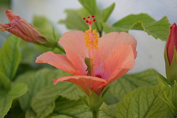 Image showing Grasshopper in flower