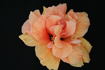 Image showing Hibiscus