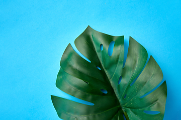 Image showing close up of monstera deliciosa leaf