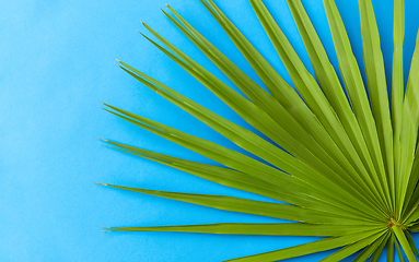 Image showing green fan palm leaf on blue background