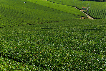 Image showing Green tea farm in Japan