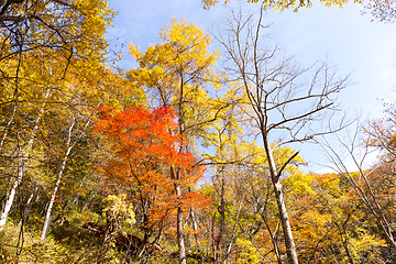 Image showing Forest in Autumn season