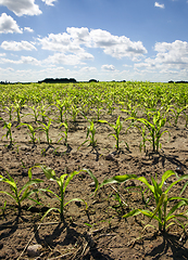 Image showing Close up corn