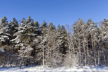 Image showing Winter forest, close-up