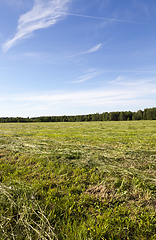 Image showing meadow landscape