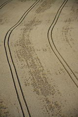 Image showing Grainfield near Laboe, Germany