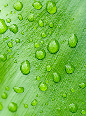 Image showing water drops on leaf