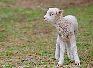 Image showing young lamb