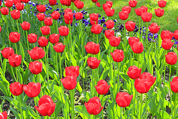 Image showing red tulips on the flower-bed