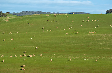 Image showing sheep in the field