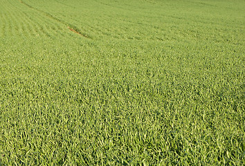 Image showing field of grass