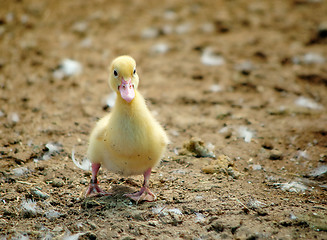 Image showing first steps