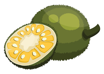 Image showing Green jackfruit cut in half vector illustration on white backgro
