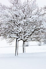 Image showing winter trees background