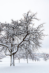 Image showing winter trees background
