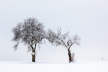 Image showing winter trees background