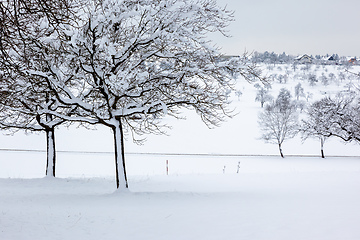 Image showing winter trees background