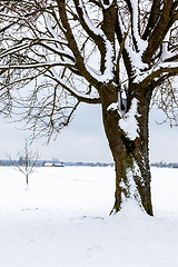 Image showing winter trees background