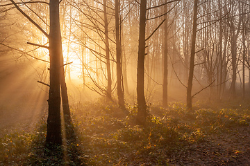 Image showing autumn forest mist with sunlight rays