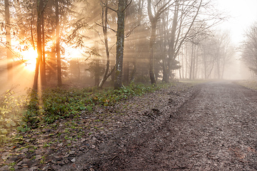 Image showing autumn forest mist with sunlight rays