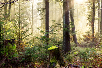 Image showing autumn forest mist with sunlight rays