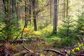 Image showing autumn forest mist with sunlight rays