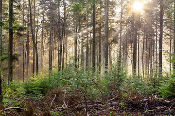 Image showing autumn forest mist with sunlight rays