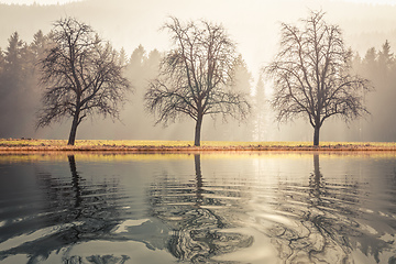 Image showing three trees autumn lake scenery