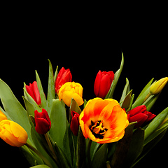 Image showing tulip flowers on black background