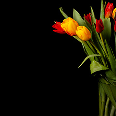 Image showing tulip flowers on black background