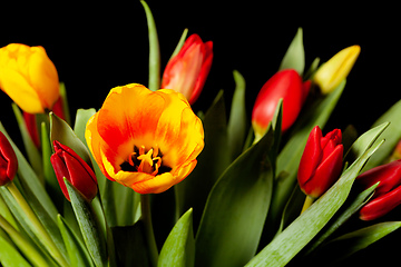 Image showing tulip flowers on black background