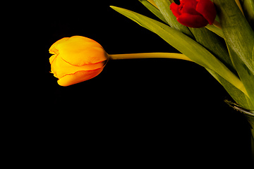 Image showing tulip flowers on black background