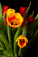 Image showing tulip flowers on black background