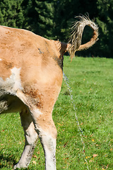 Image showing cow piss