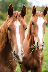 Image showing btwo rown horses rural