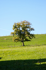 Image showing autumn tree meadow